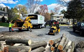 How Our Tree Care Process Works  in  Mancos, CO